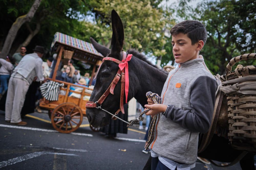 Noche de los burros en La Laguna