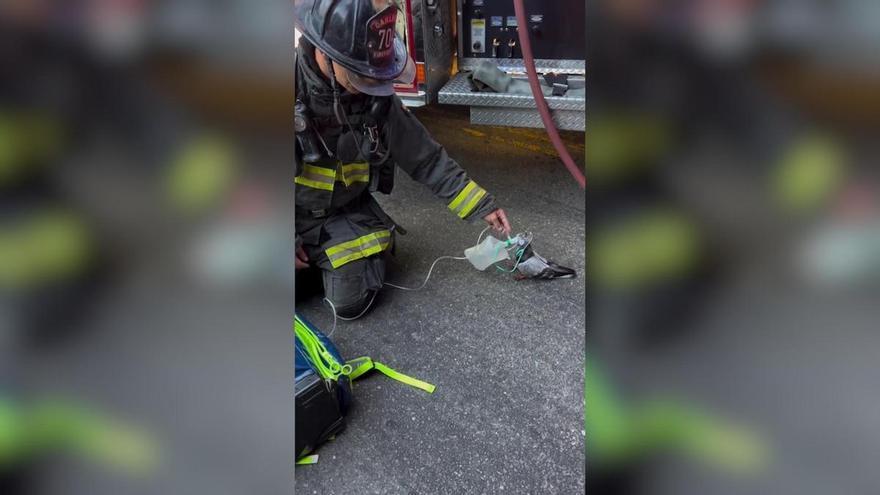 Bomberos de Oakland rescatan a una paloma afectada por inhalación de humo tras incendio de vehículo
