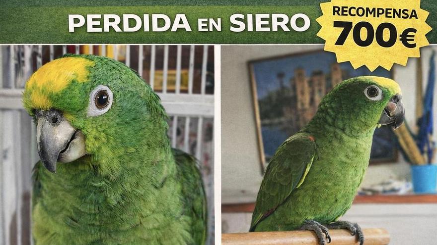 Recompensa de 700 euros por dar con "Frida", un loro hembra del Amazonas perdida en Siero y vista por última vez en El Berrón