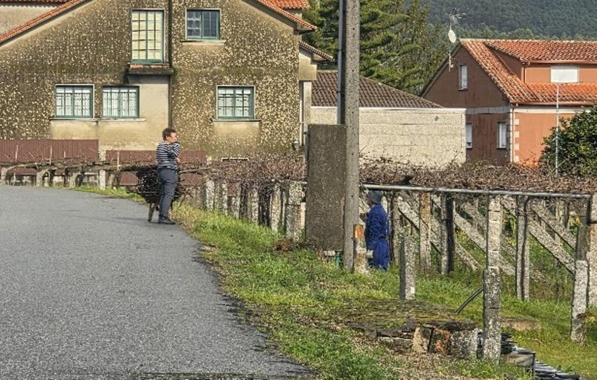 Dos vecinos conversan durante una poda en Igrexa (Tremoedo-Vilanova).