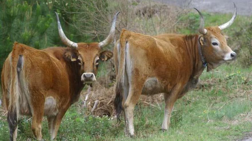 Industria exige un estudio eléctrico como el de las prisiones para instalar pastor de vacas
