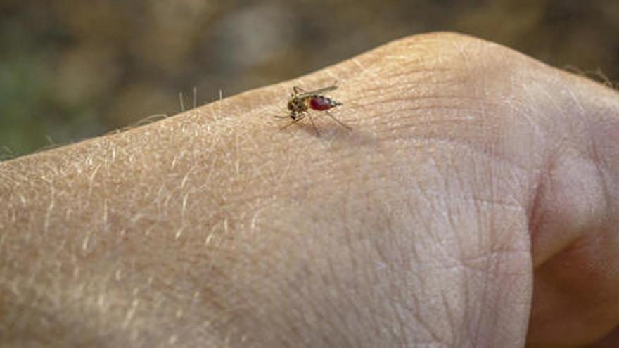 Per què els mosquits piquen més a unes persones que a d&#039;altres?