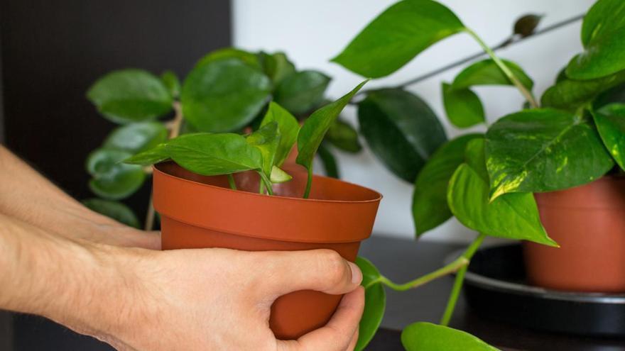 Adiós al insomnio: pon estas plantas en tu dormitorio para dormir mejor