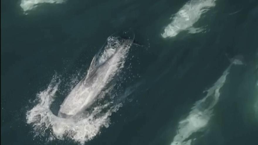 Observan una ‘supermanada’ de 1.500 delfines grises nadando en el mar