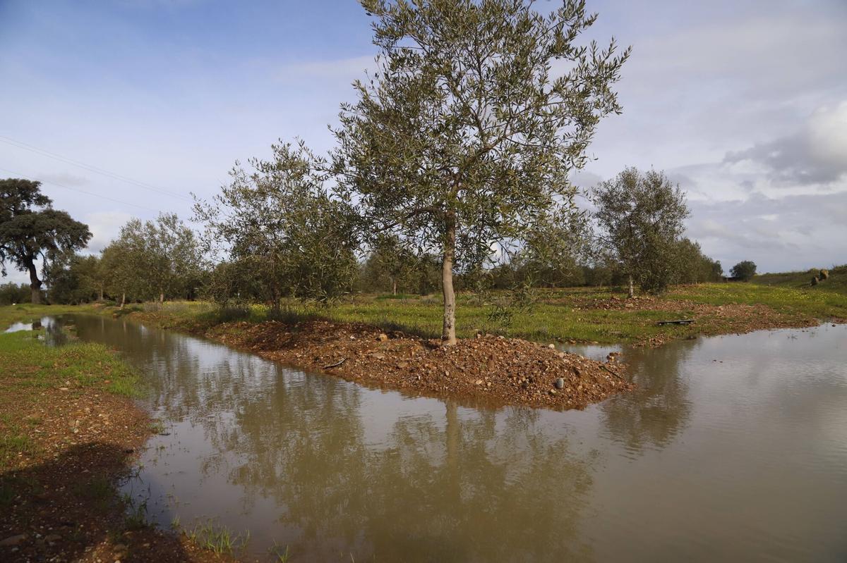 Olivar inundado tras las lluvías