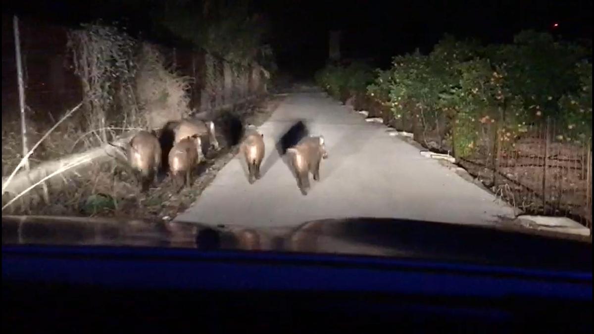 Una manada de jabalíes por un camino agrícola en la Marina, en una iamgen de archivo.