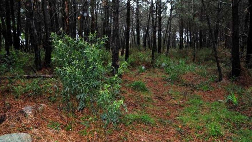 Acacias negras a la entrada del parque de Carreirón, en A Illa de Arousa.  // Iñaki Abella