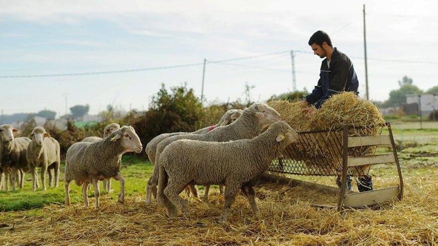 La nueva PAC aumenta en 35 millones de euros las ayudas del ovino y caprino.