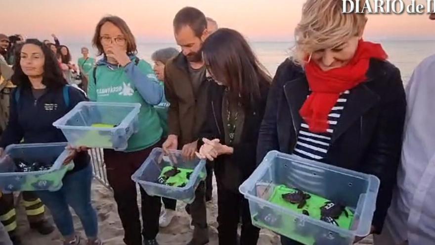 Las tortugas nacidas en Ibiza ya nadan solas