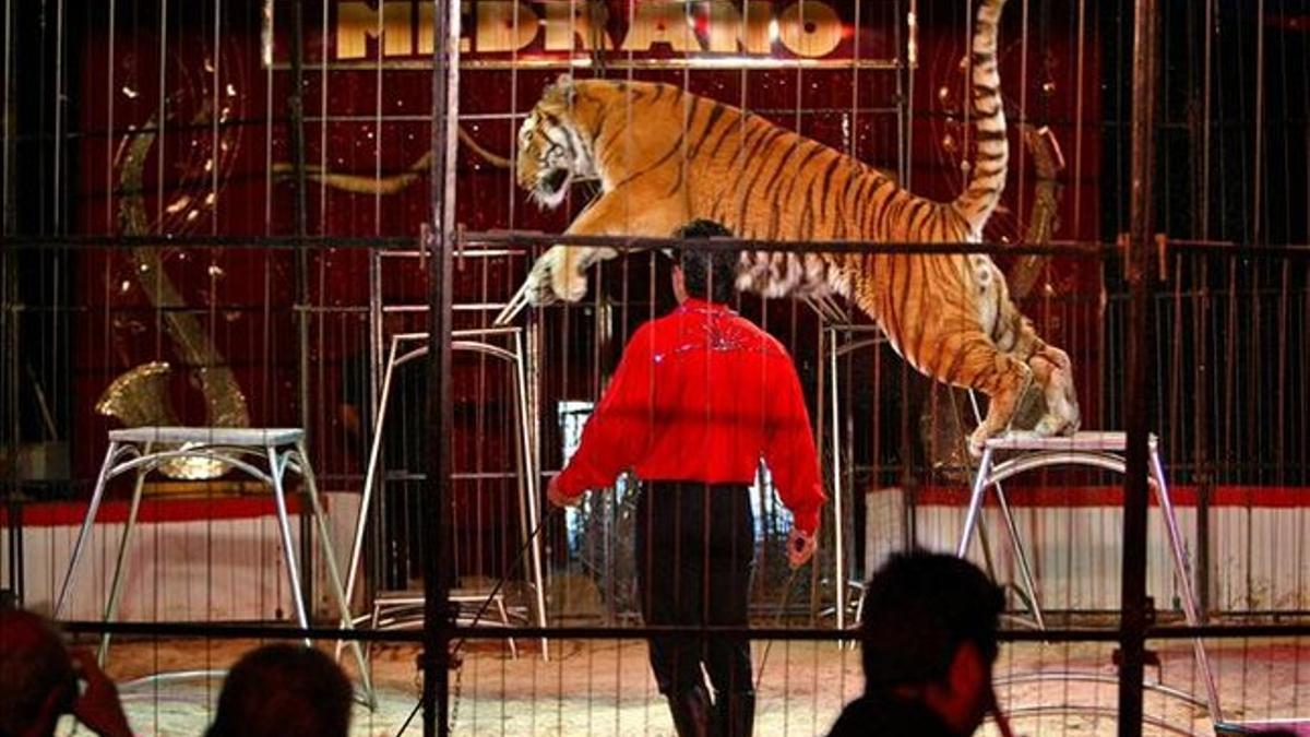 Espectáculo de circo con tigres, en el 2006, en Esplugues de Llobregat.