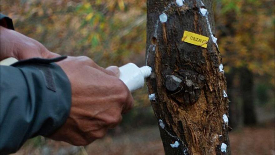 Control biológico en un árbola fectado por el chancro . | Ch. S.