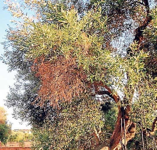 La Xylella es ahora mismo una de las mayores amenazas para la agricultura del Mediterráneo