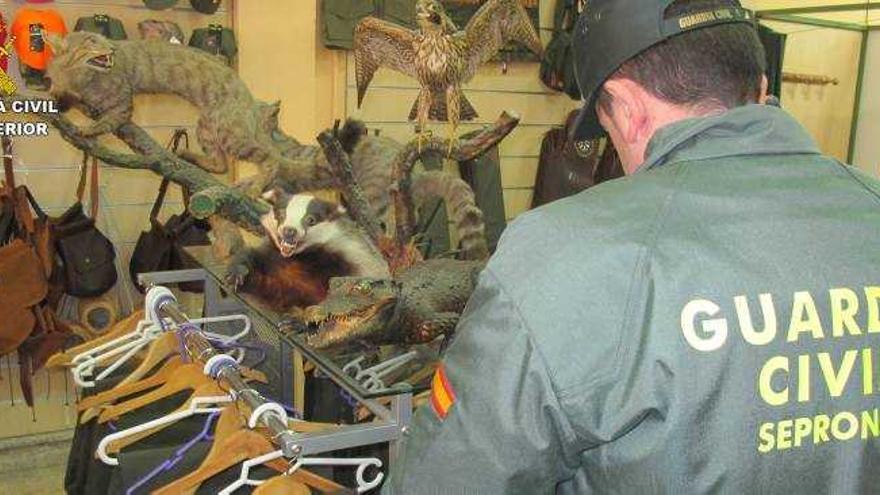 Confiscan cinco animales disecados que se exhibían en una tienda de caza