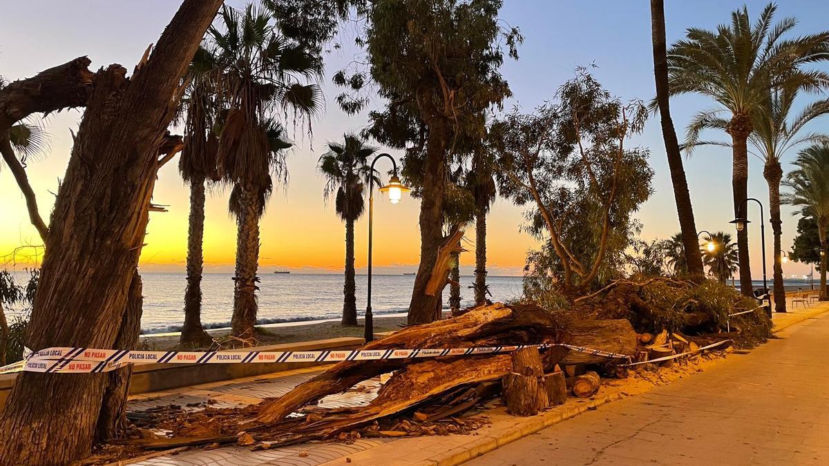 Vídeo: Árbol caído en Benicàssim por el fuerte viento