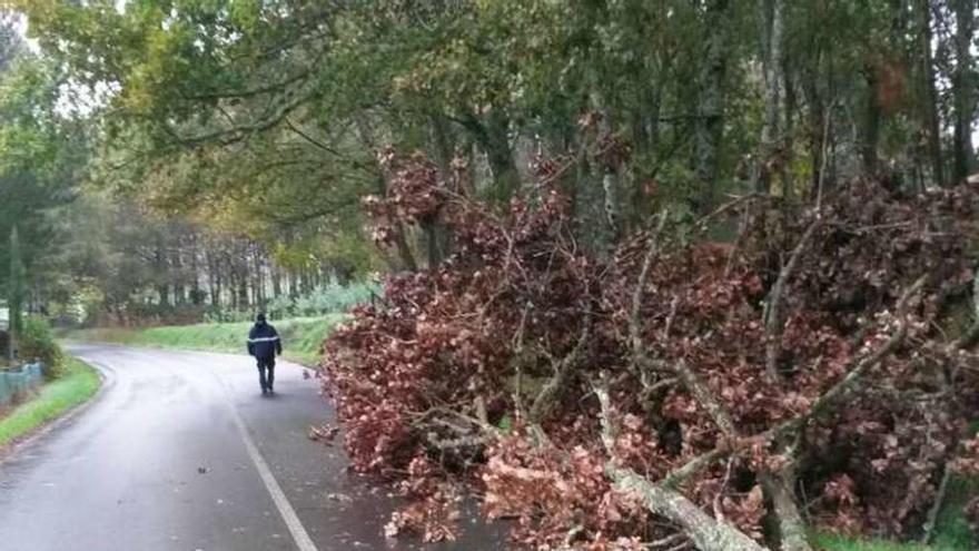 Retiran un árbol caído sobre la calzada en Barcia