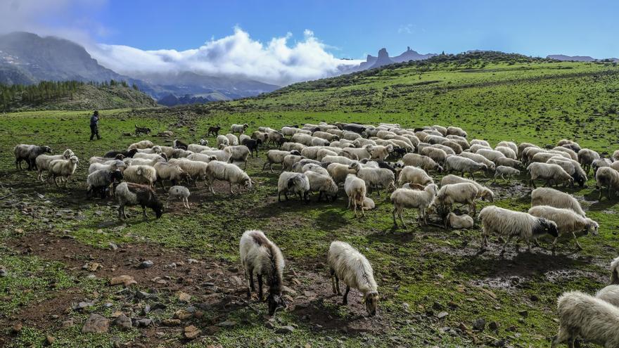 Presas de Gran Canaria
