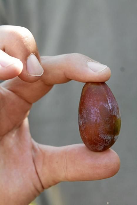 Pflaumenbäume sind Klassiker im mallorquinischen Obstgarten. Auf der Ökofinca Ariant bei Pollença wachsen besonders feine Sorten – jetzt sind die Früchte reif.