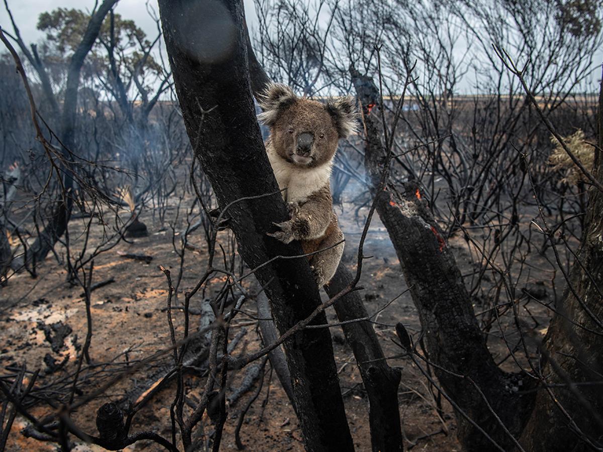 La Tierra en llamas: los incendios, cada vez más destructivos