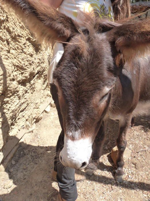 BU La «estrella» del refugio  La dulce Bu es uno de los animales «estrella» del refugio.  Llegó al refugio porque su dueño murió, y era una carga demasiado grande para su mujer. Ahora es la protagonista de mucho de los paseos que se realizan en Arcadia.