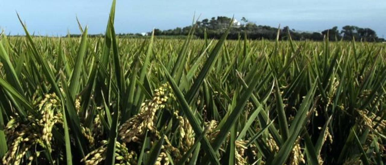 El hongo de la &quot;Pyricularia oryzae&quot; recorta un 15% la cosecha del arroz