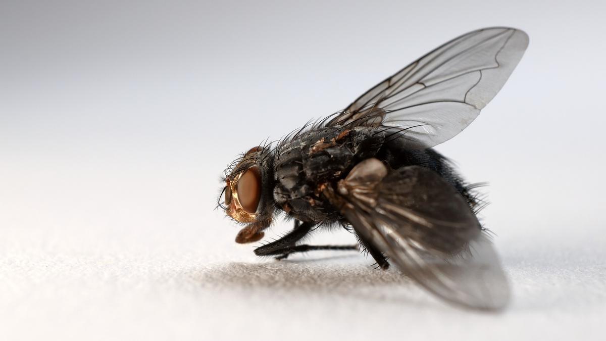 Las moscas son tan desagradables como antihigiénicas