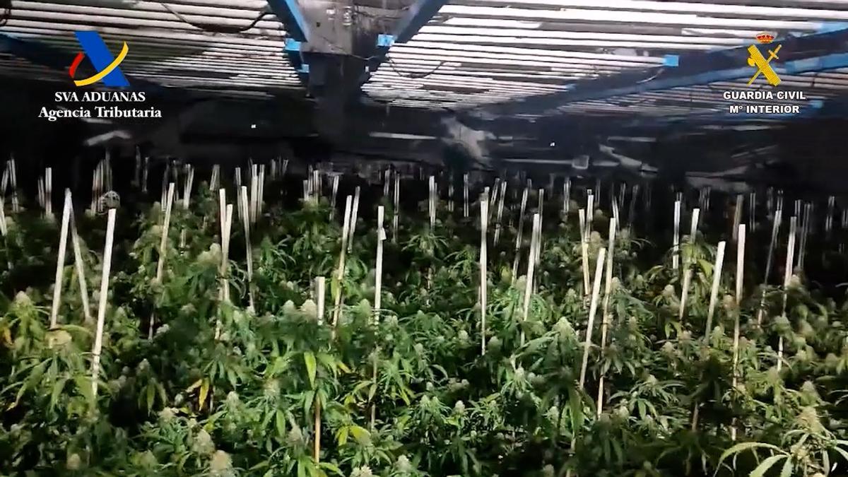 Cultivos indoor de marihuana desmantelados en Osuna