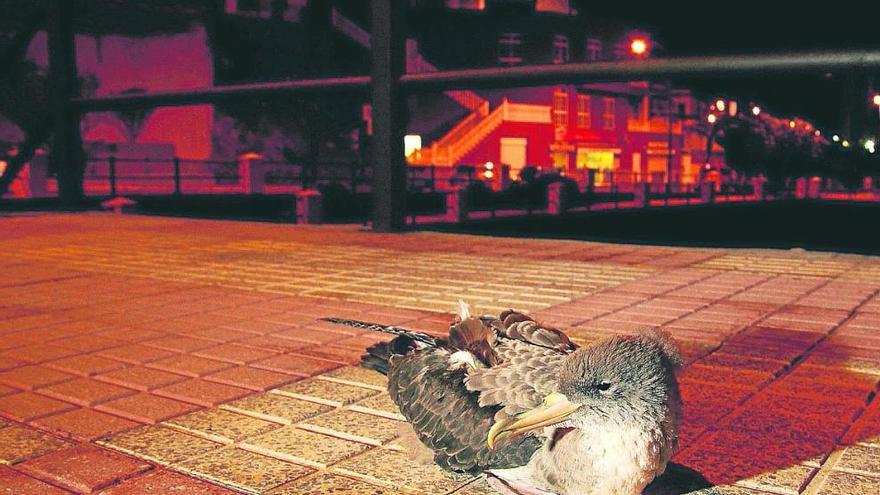 Una pardela cenicienta caída en una urbanización.