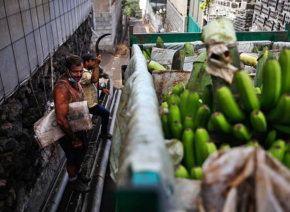 Trabajadores cubiertos de ceniza tras recoger plátano en La Palma. | E. P. 