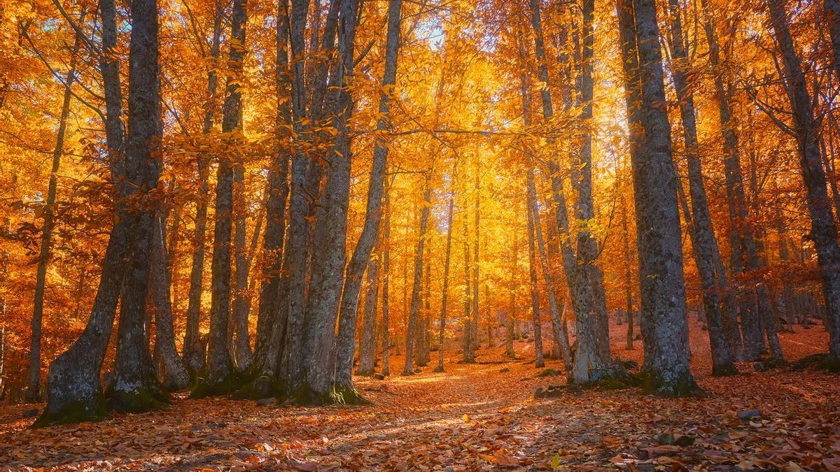 Castañas para Navidad: estos son los mejores bosques para recolectarlas