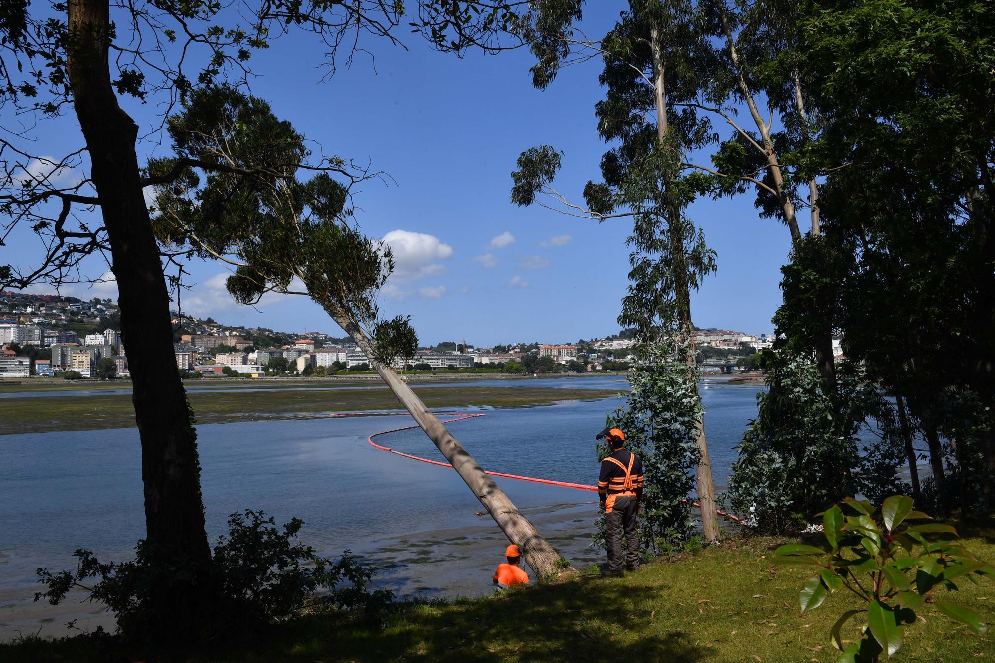 Operarios talan árboles para el paseo de O Paraíso a O Graxal