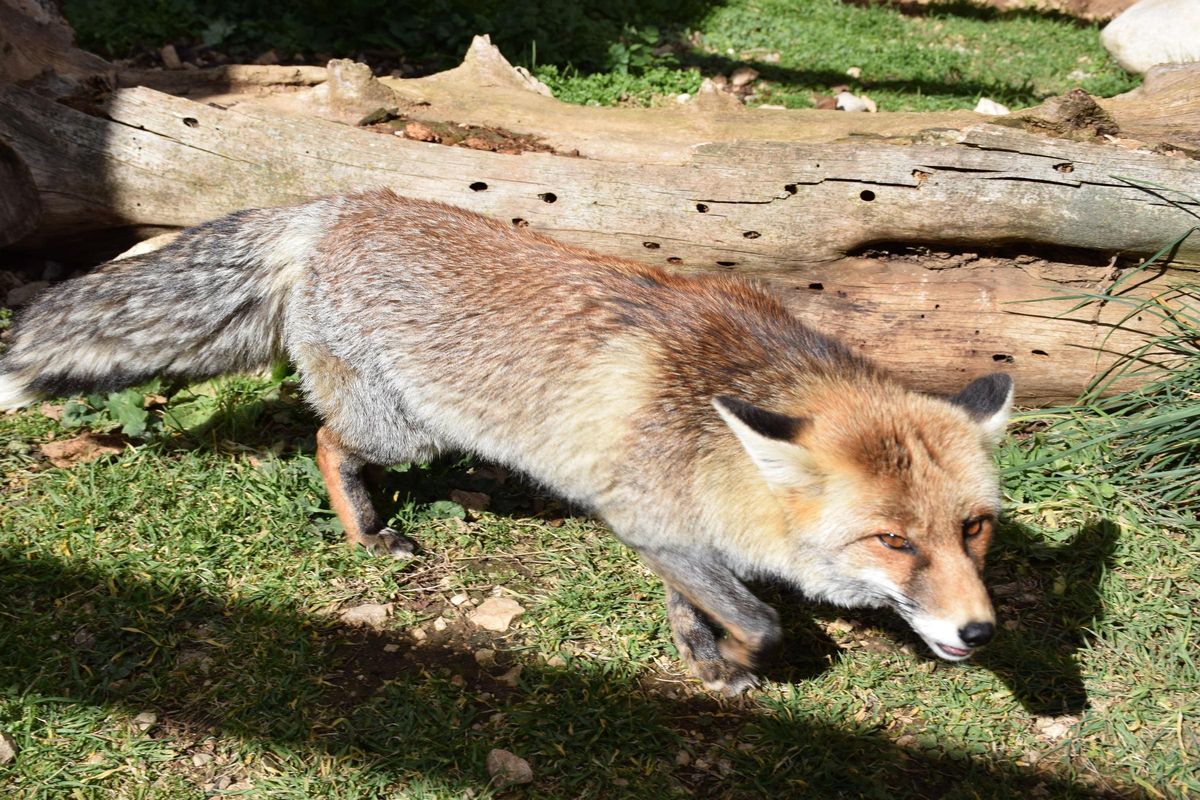 La Nikki, una de les guineus que resideix al Zoo del Pirineu