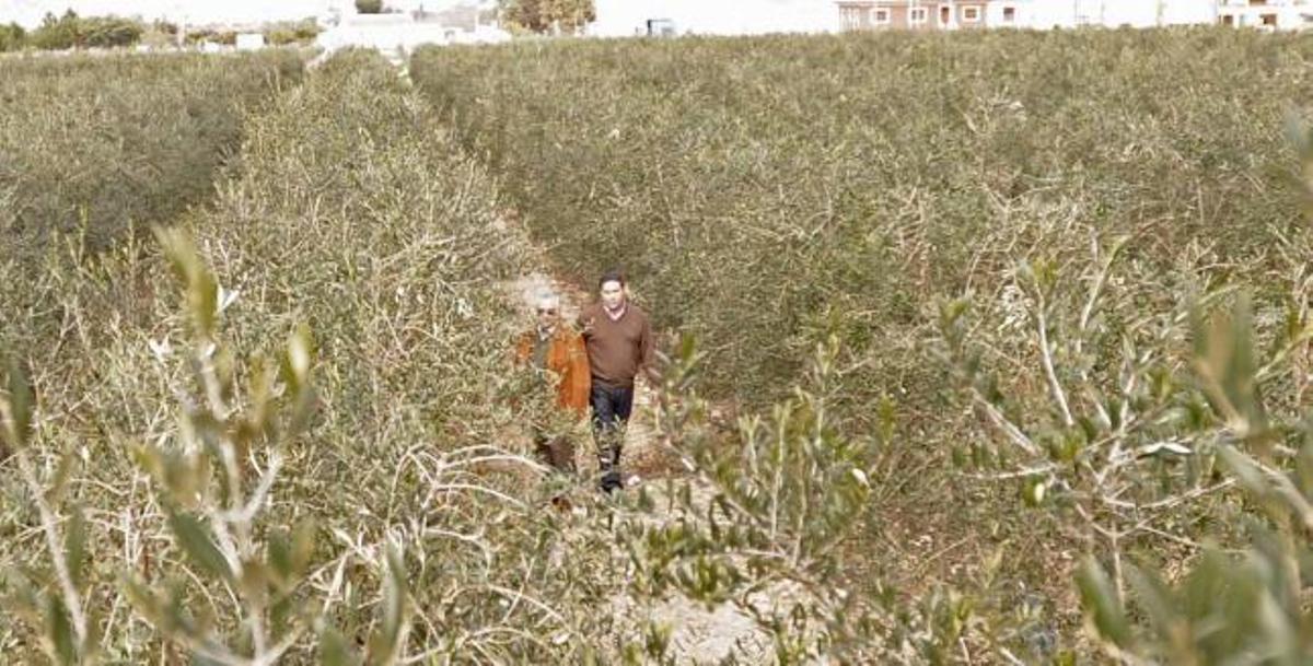 El campo de olivos, de 60.000 metros cuadrados, se sitúa junto al casco urbano de Benejúzar pero en término municipal de Orihuela.