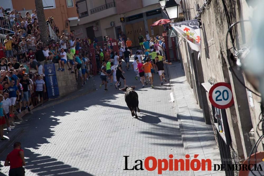 Suelta de toros en Moratalla