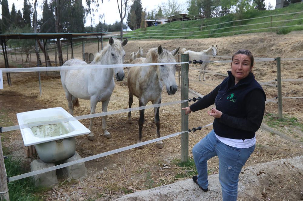 Santuario de caballos CYD Santa María en Alhaurín