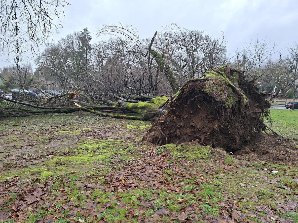 La impactante imagen del haya común arrancada por la fuerza del viento en el Campus Sur