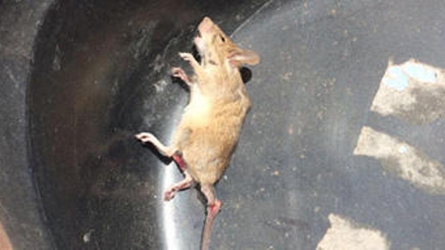 Plaga de ratas en la calle Santa Isabel