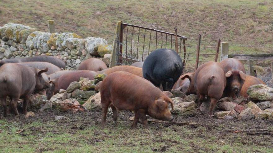 Varios ejemplares de ganado porcino