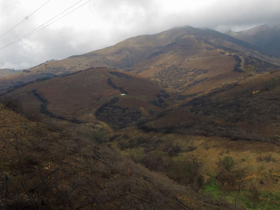 Hace cinco años, un gran incendio afectaba a 8.000 hectáreas de los municipios de Coín, Alhaurín el Grande, Mijas, Marbella, Ojén y Monda. Hoy se trabaja en recuperar las zonas afectadas.