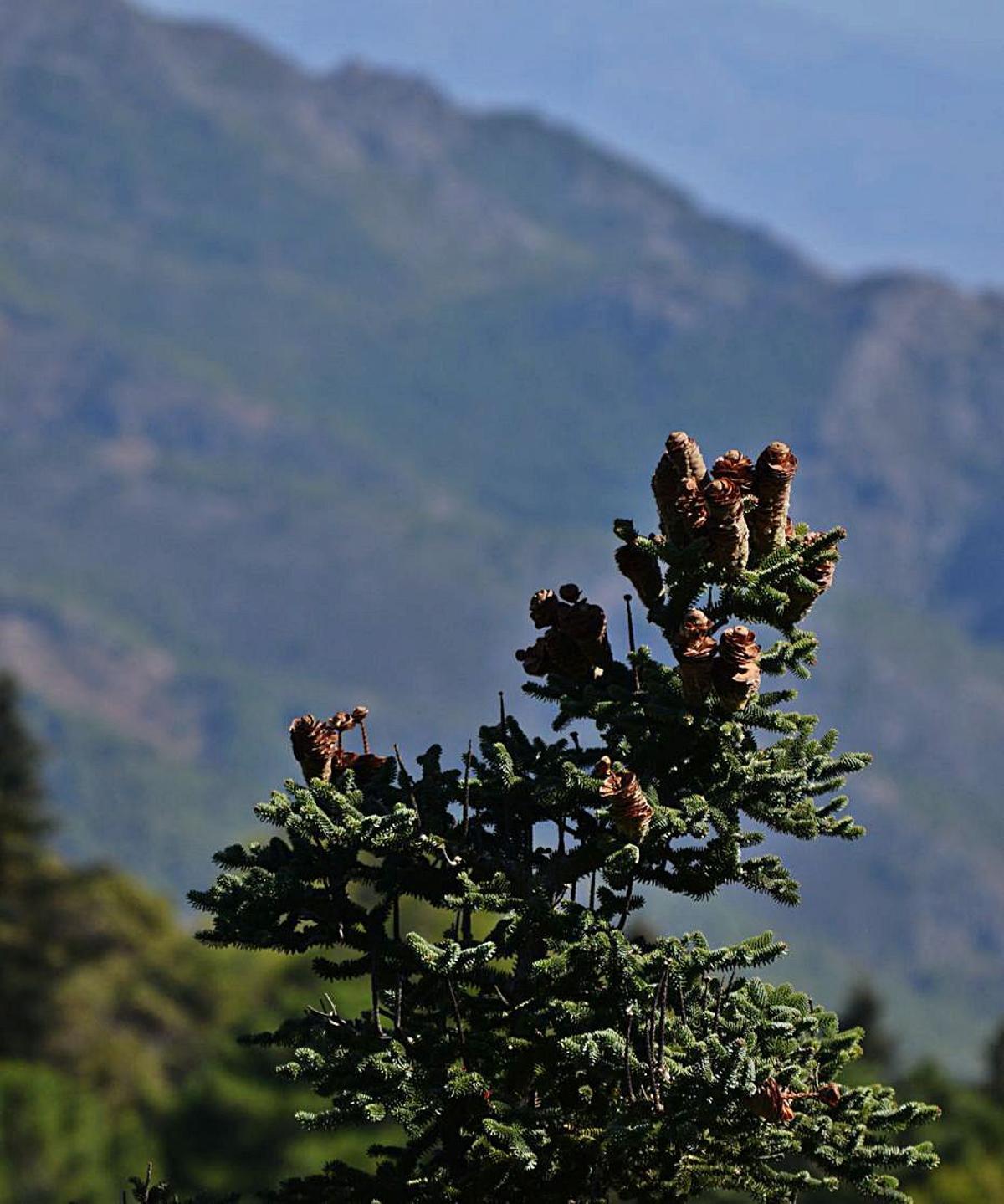 El impulso final para la Sierra de las Nieves
