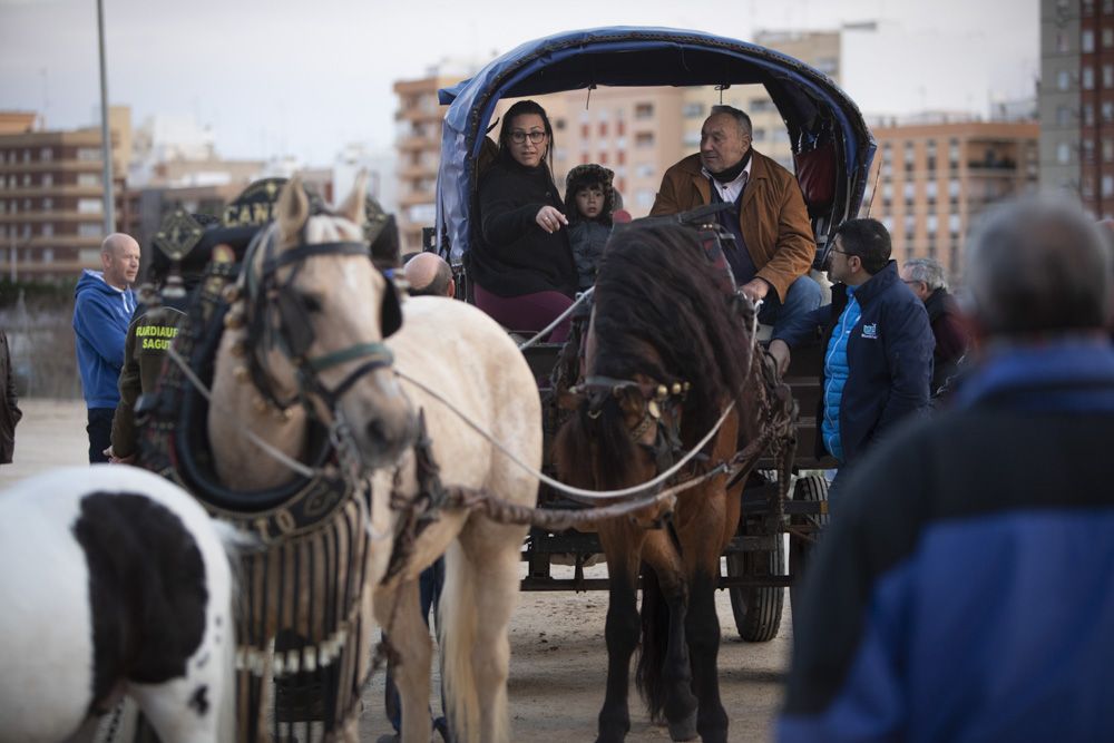 Sant Antoni arranca en Sagunt con la tradicional Plantà del Pi