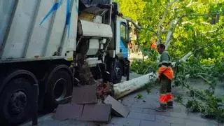 Un camión de la basura tira al suelo un árbol de grandes dimensiones en L'Hospitalet