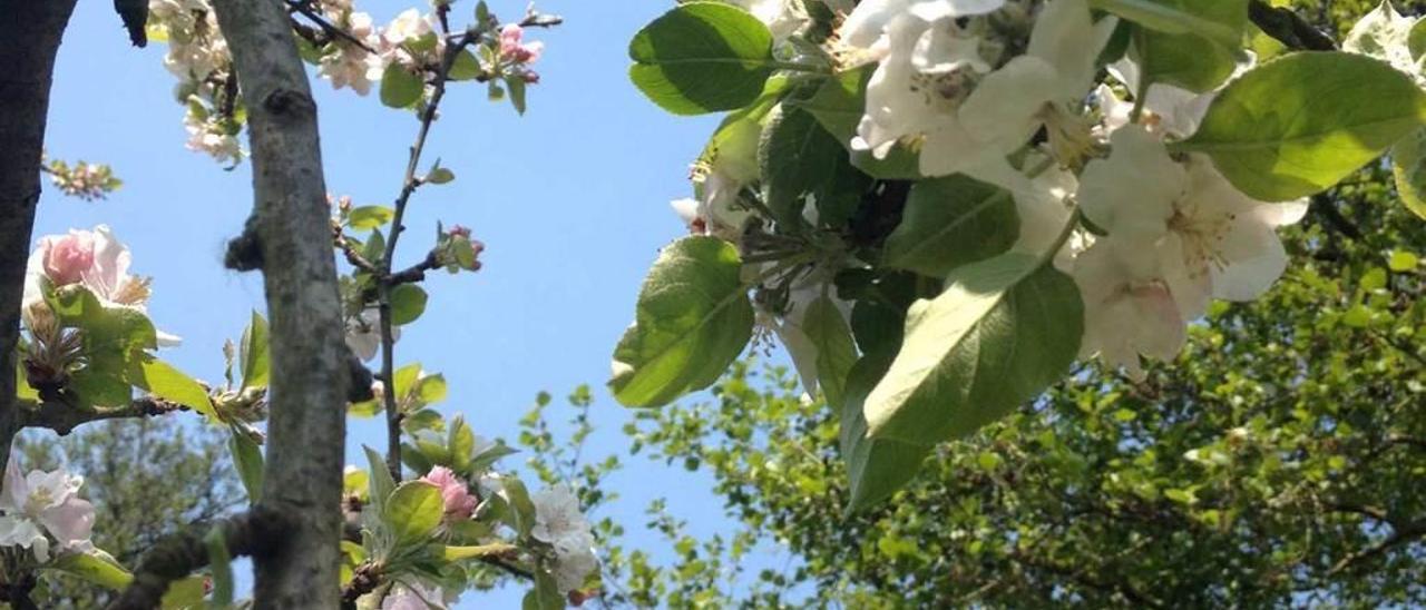 Manzano en flor en Soto del Barco, días atrás.