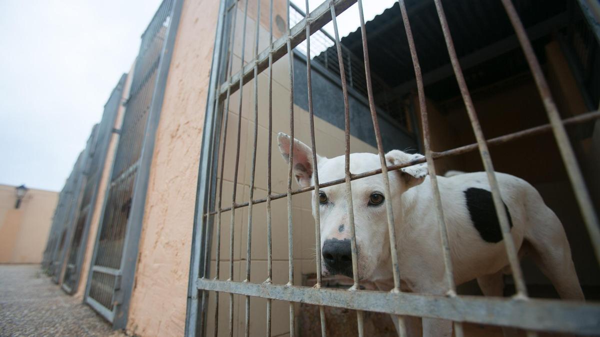 Sociedad Protectora de Animales y Plantas de Alicante.