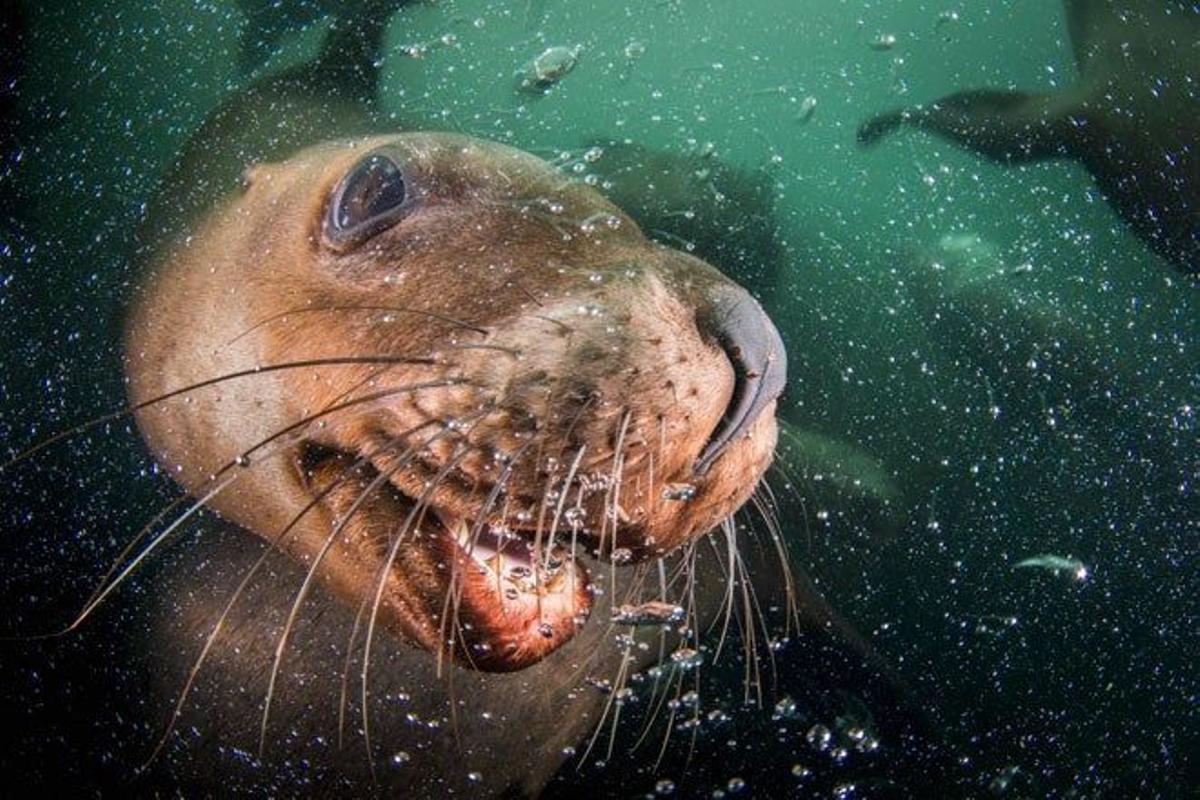 León marino en la isla Hornby, en el Estrecho de Georgia (Canadá).