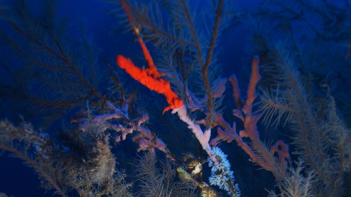 Un estudio analiza la conservación y diversidad de los corales de Canarias