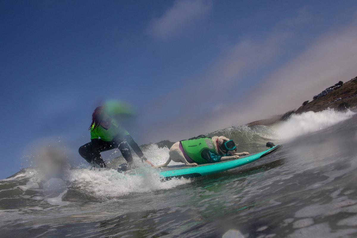 Hicieron un torneo de perros surfistas en California