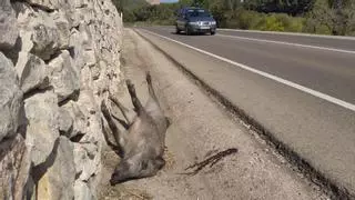 Dénia recibe la autorización para que los arqueros abatan jabalíes