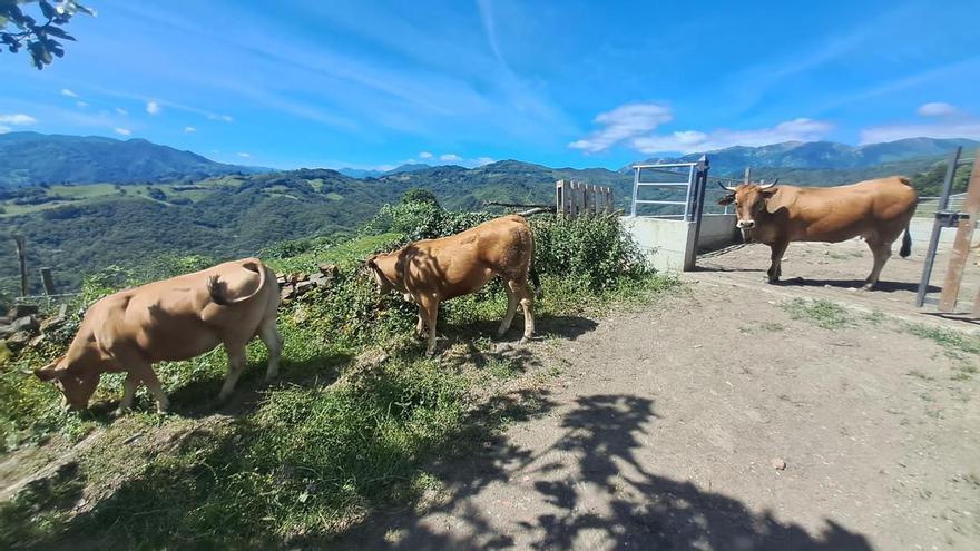 Lena y Quirós rechazan la llegada de ganado de Mieres al Puerto de Agüeria mientras crece la tensión por las amenazas denunciadas por los ganaderos afectados