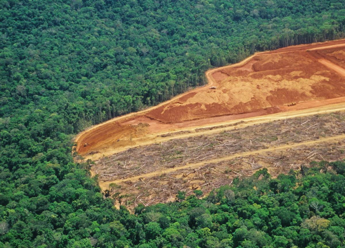 Imagen de un bosque en plena deforestación