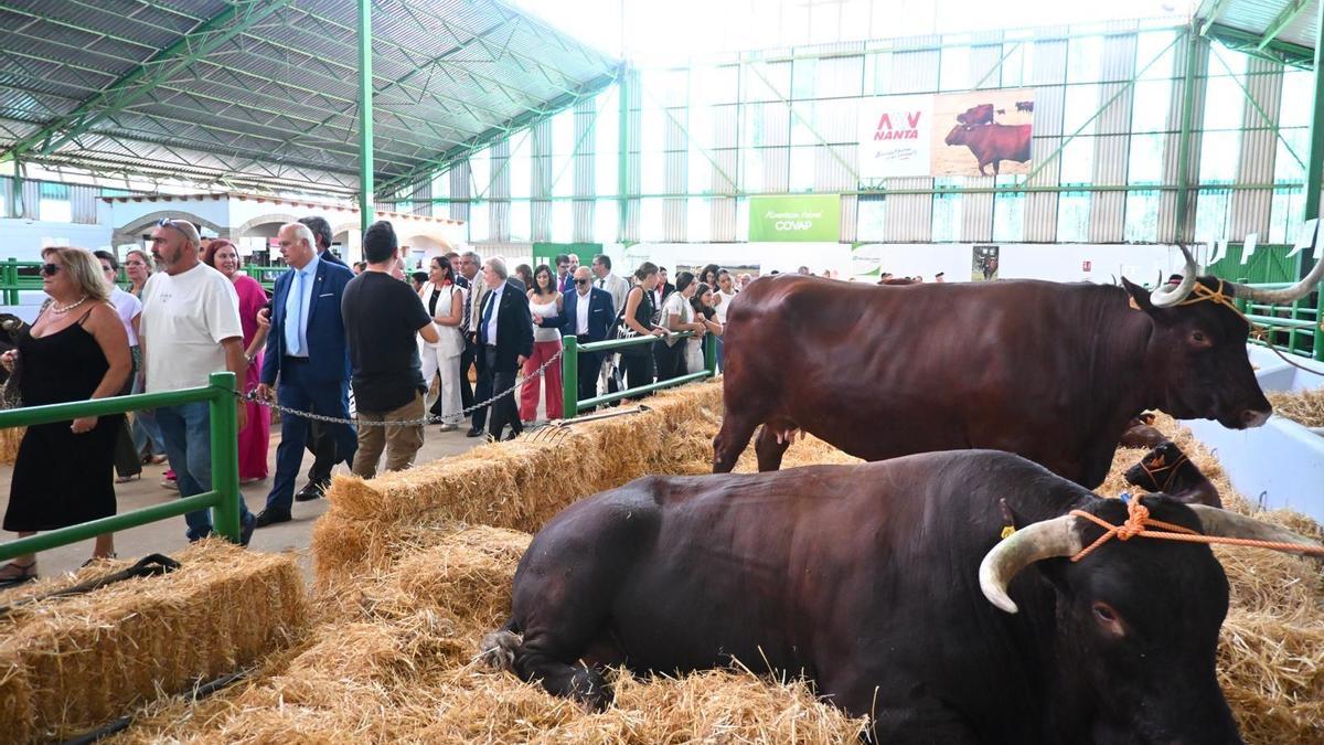 Las autoridades pasan ante los ejemplares selectos de retinto.